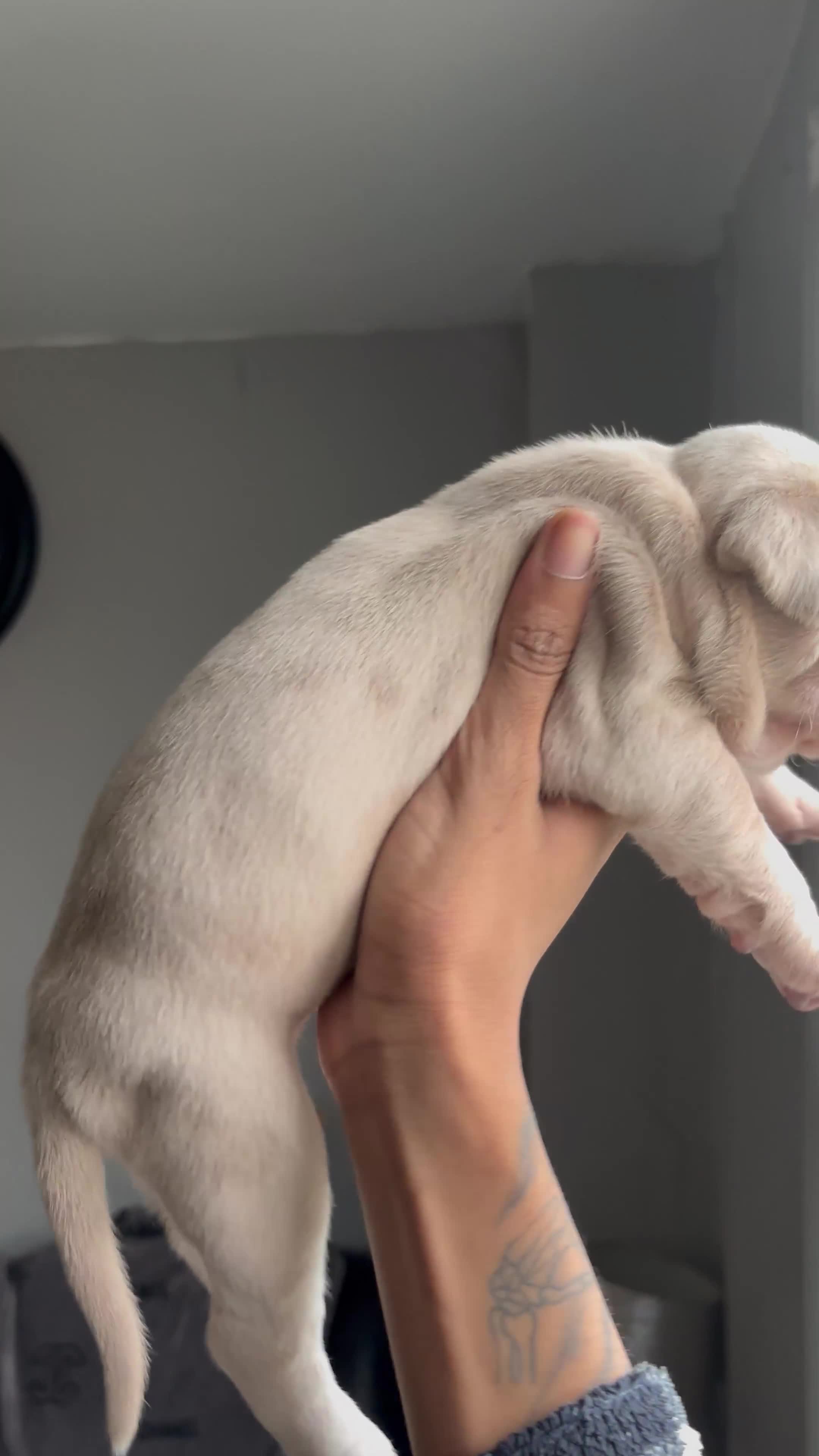 Staffordshire Bull Terrier dogs for sale: Staffordshire puppies  - Video 3