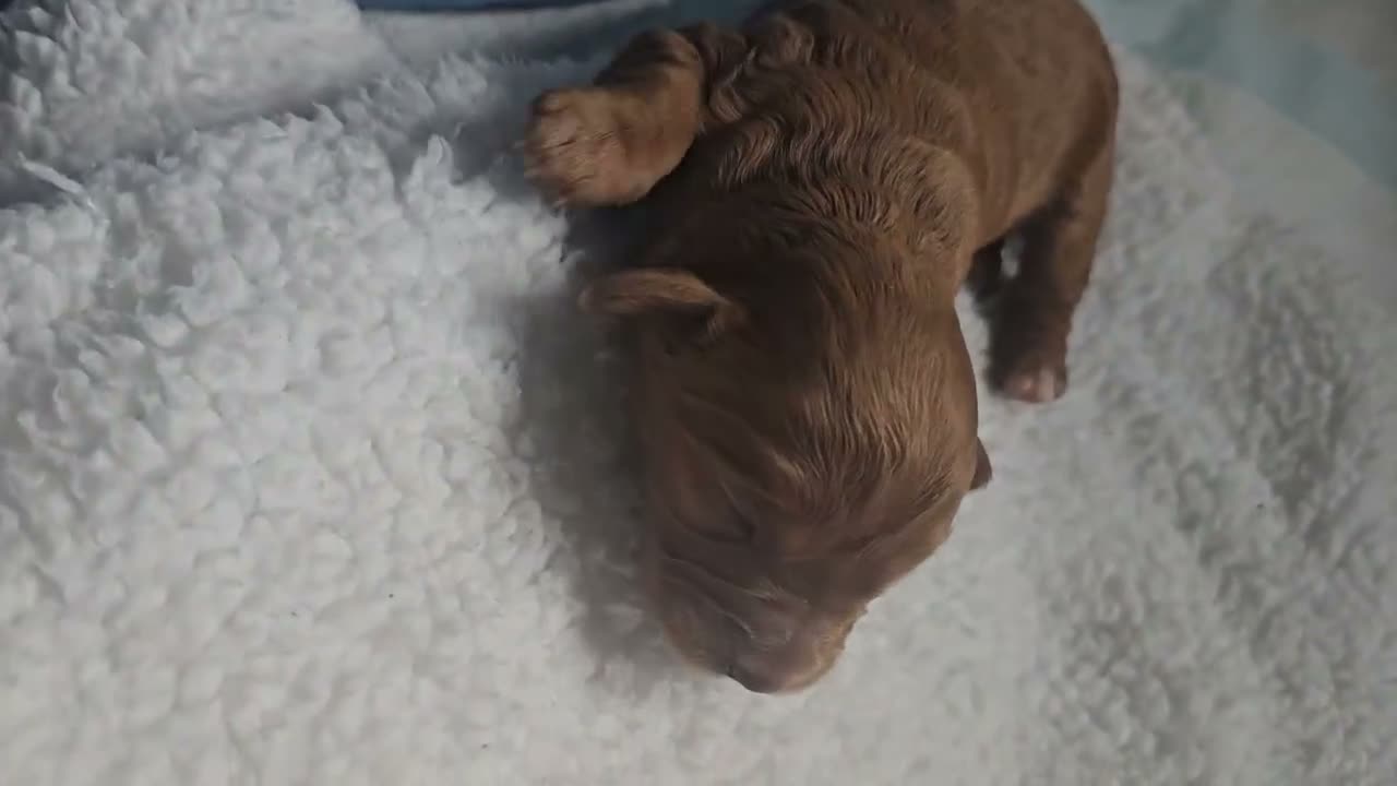 Cavapoo dogs for sale: Exquisite F1 Cavapoo Puppy in Southampton - Video 1
