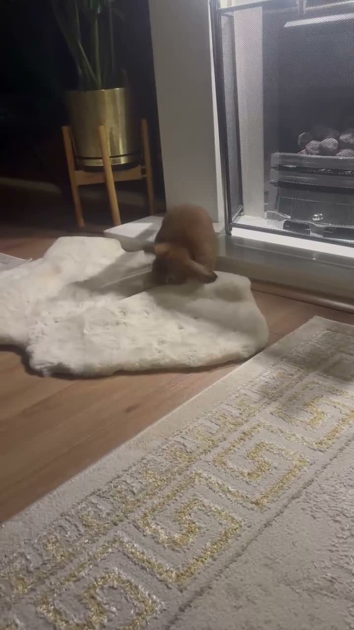 Mini Lop rabbits for sale: 🐰 Meet Benji –A 9-Month-Old Mini Lop Rabbit! ❤️ - Video 1