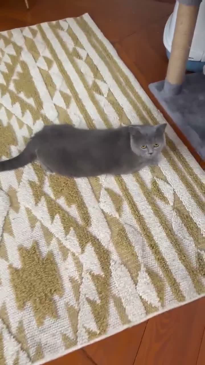 British Shorthair cats for sale: Gorgeous British shorthair female. - Video 1