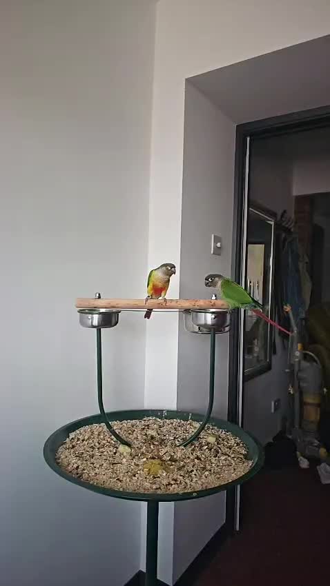Conures birds for sale: Ricky & Cleo - Video 2