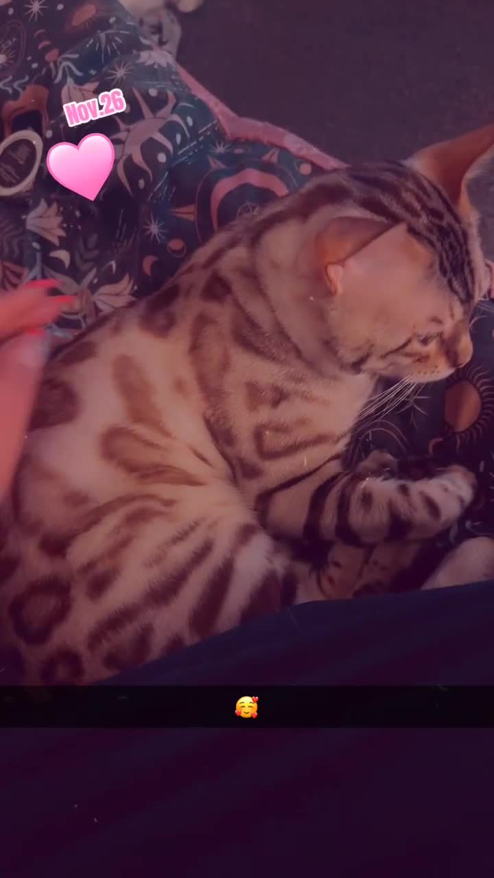 Bengal cats for sale: Beautiful Bengal Boy 1  - Video 4