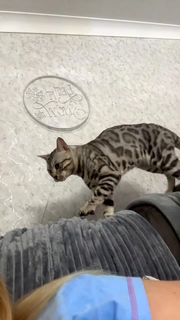 Bengal cats for stud: Juicy Jax for stud  - Video 2