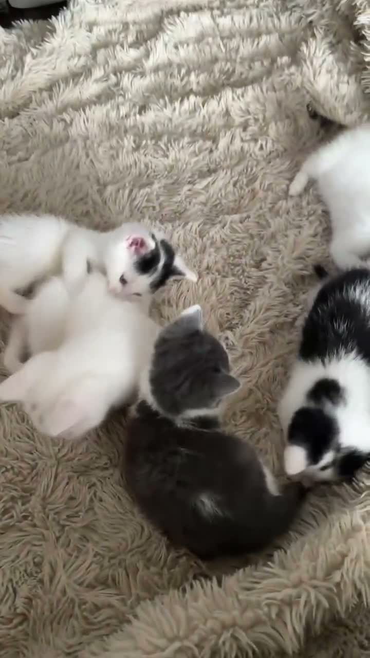 Mixed Breed cats for sale: 3 kittens available - Video 1