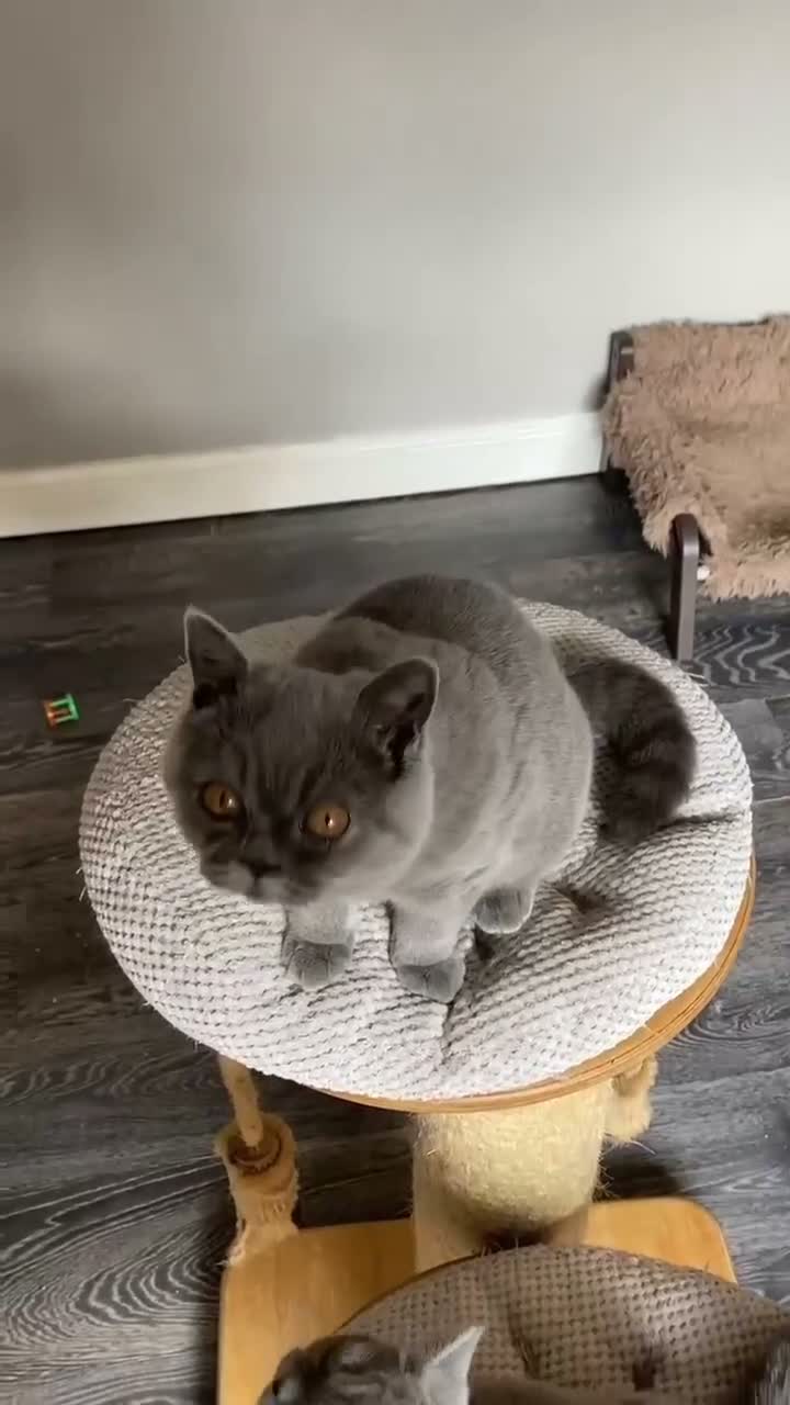 British Shorthair cats for sale: Blue and white and blue sisters - Video 1