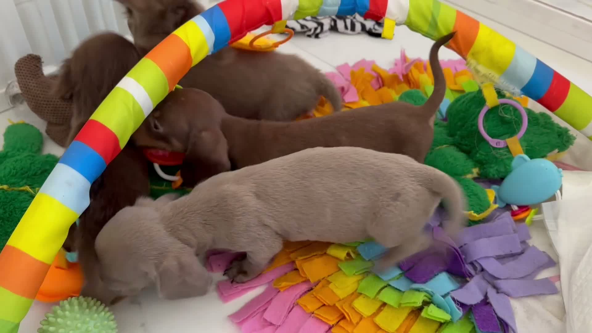 Miniature Dachshund dogs for sale: ✨MINI DACHSHUNDS ✨BOTH PARENTS KC✨ - Video 2