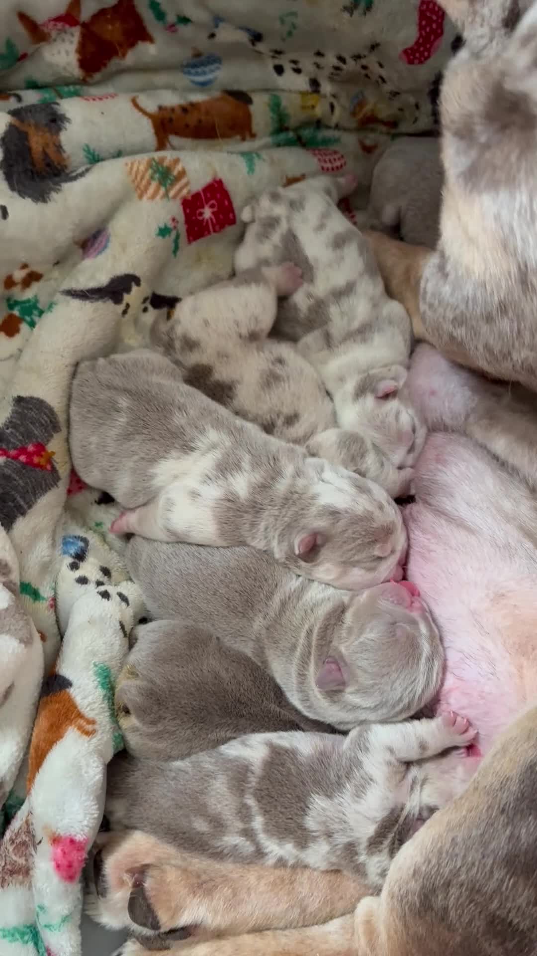 English Bulldog dogs for sale: KC English Bulldog Puppies – Health Tested Parents - Video 1