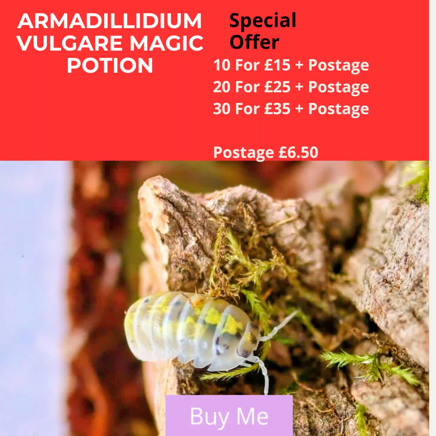 Isopods invertebrates for sale: 10 x Armadillidium Vulgare Magic Potion Isopods  - Video 1