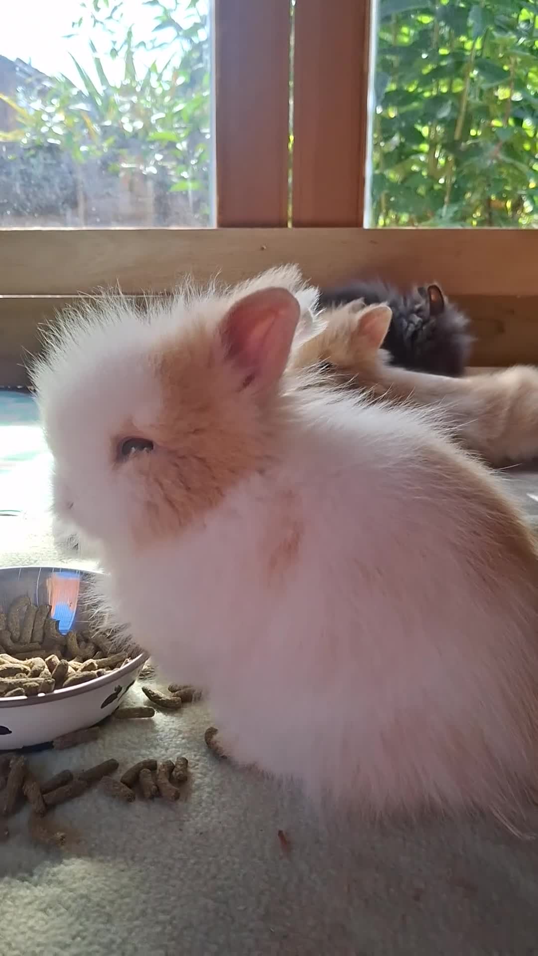 Lionhead rabbits for sale: Purebred Lionheads for sale - Video 2