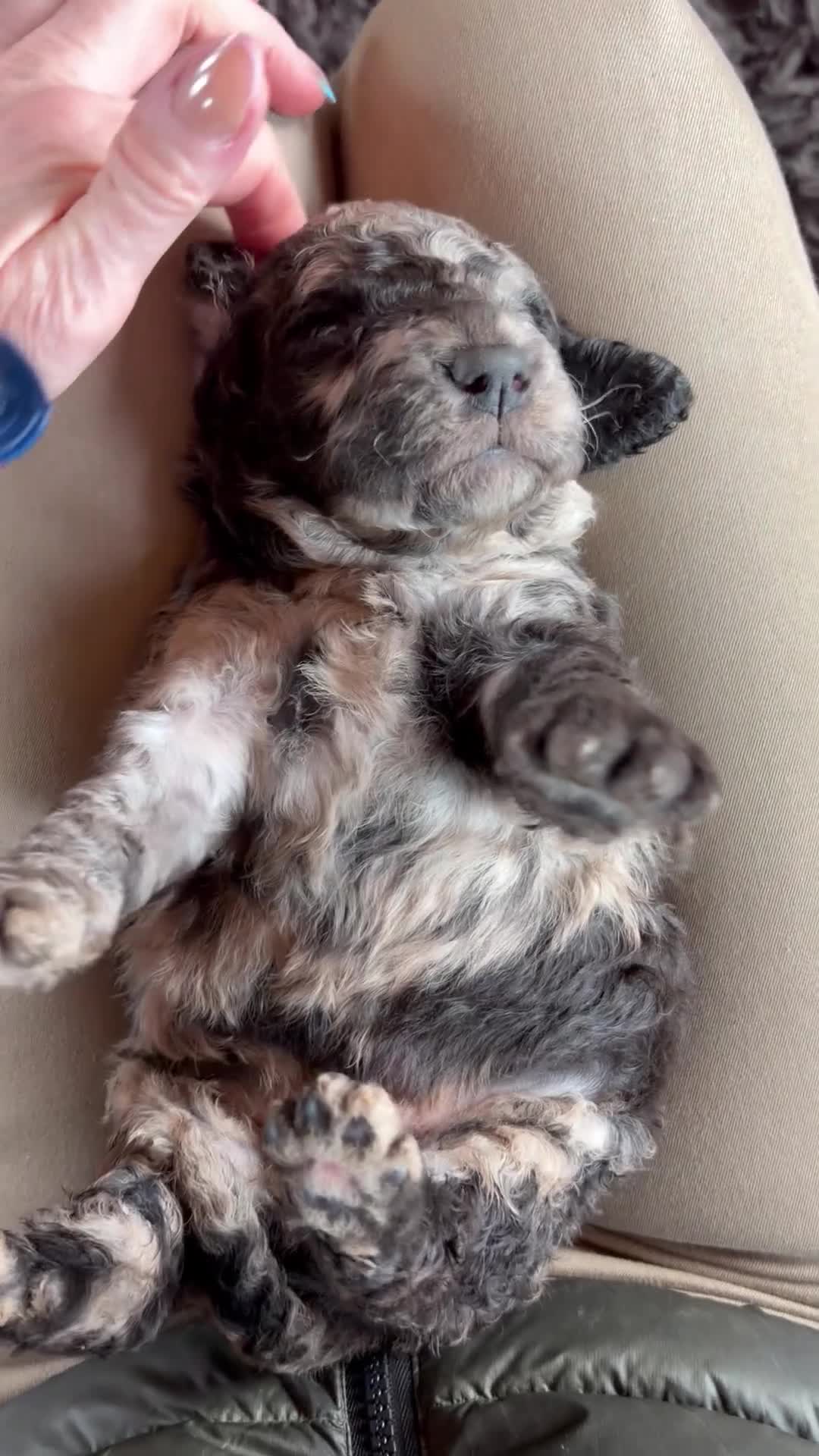 Bernedoodle dogs for sale: Merle Bernedoodle Available  - Video 3