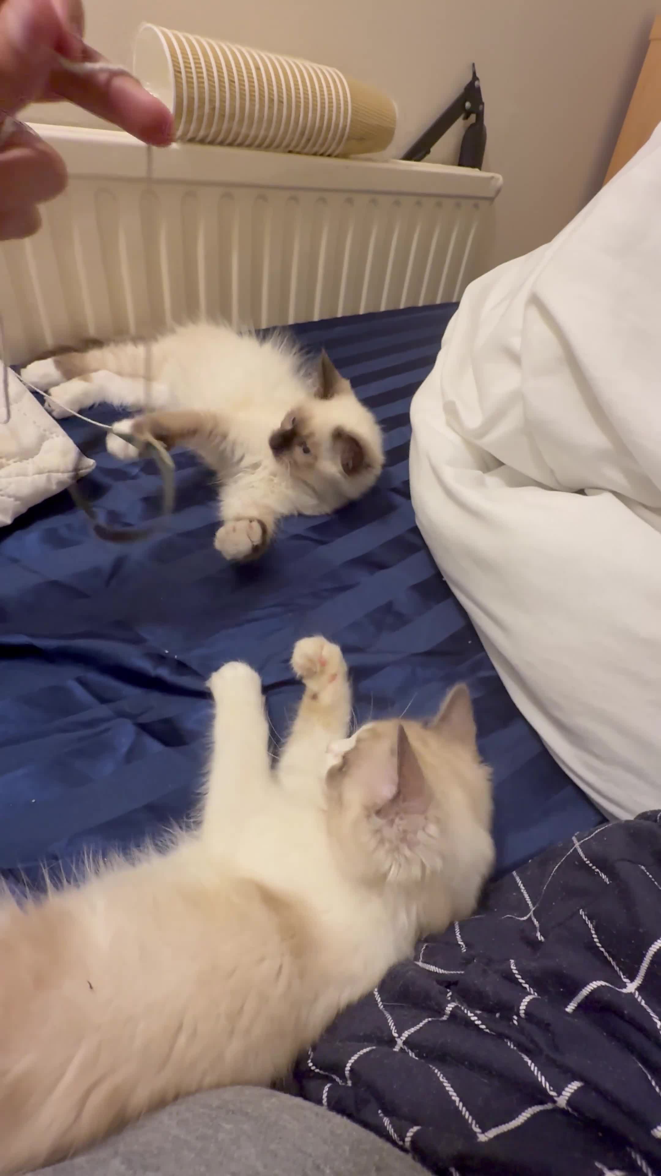 Ragdoll cats for sale: Ragdol male and female 6&5 months old - Video 1