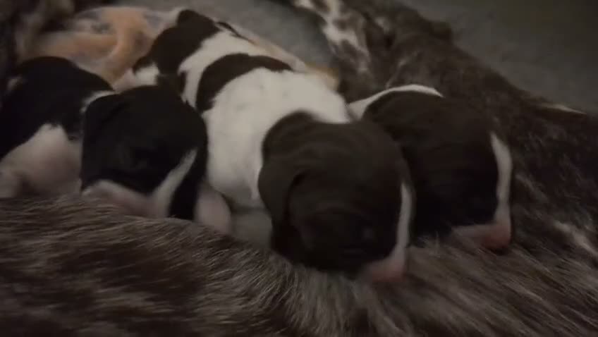 German Shorthaired Pointer dogs for sale: Gorgeous Black and Liver ticked GSP puppies - Video 1