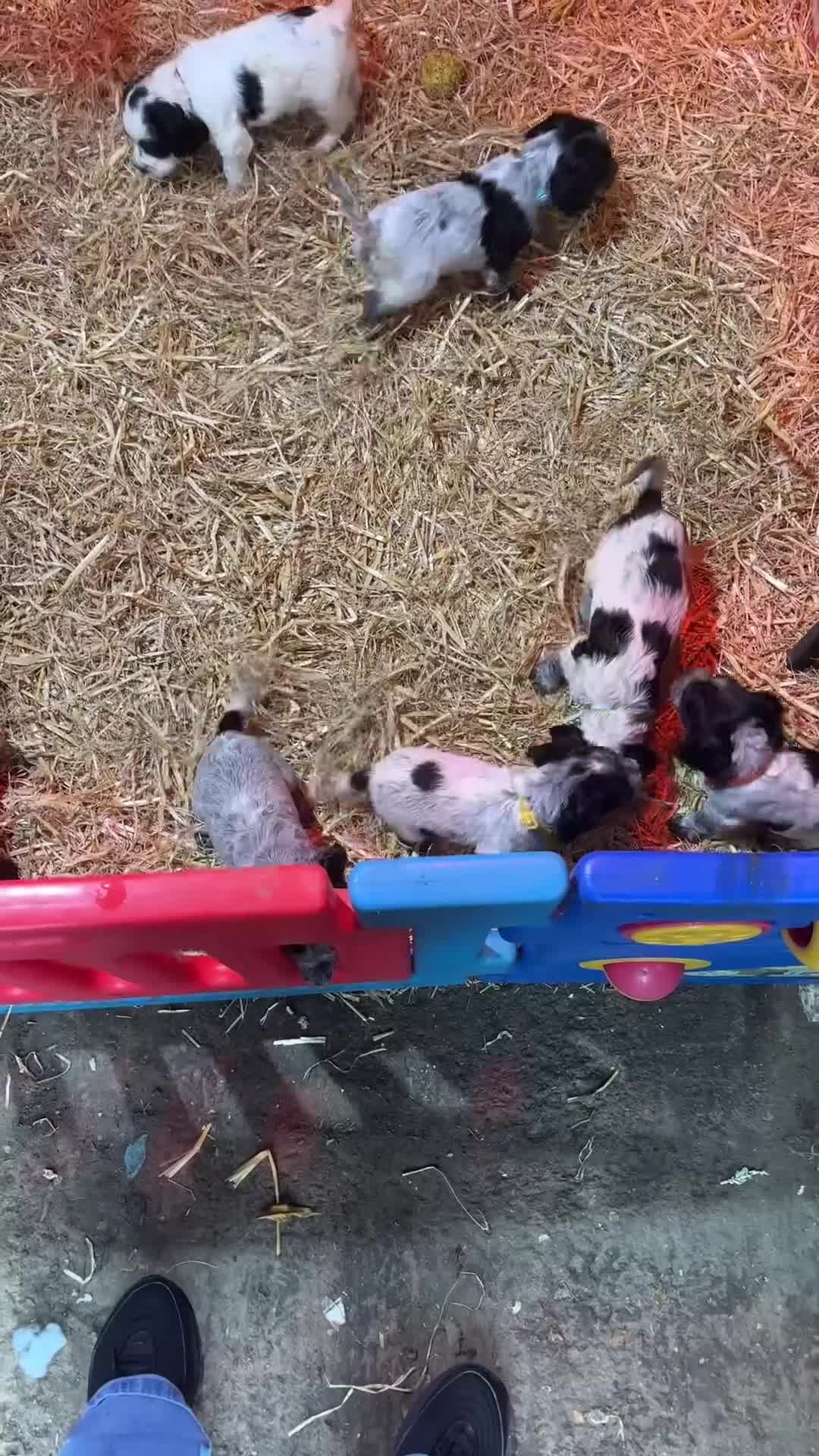 Cocker Spaniel dogs for sale: Georgous blue roan cocker spaniels - Video 1