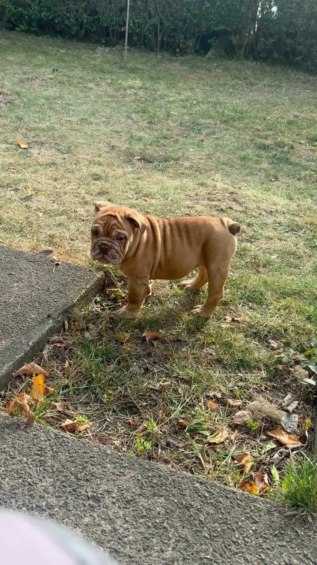 English Bulldog dogs for sale: beautiful DWKC pups for sale  - Video 1
