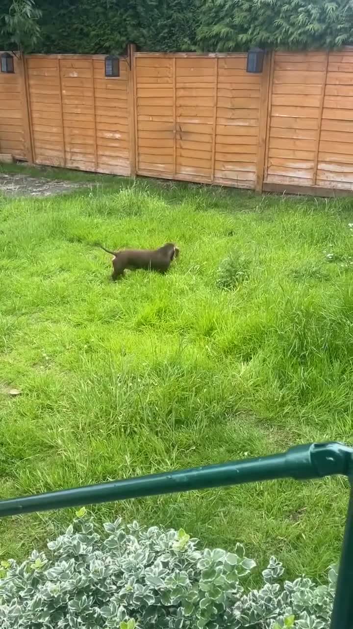 Miniature Dachshund dogs for sale: Male miniature daushund  - Video 3