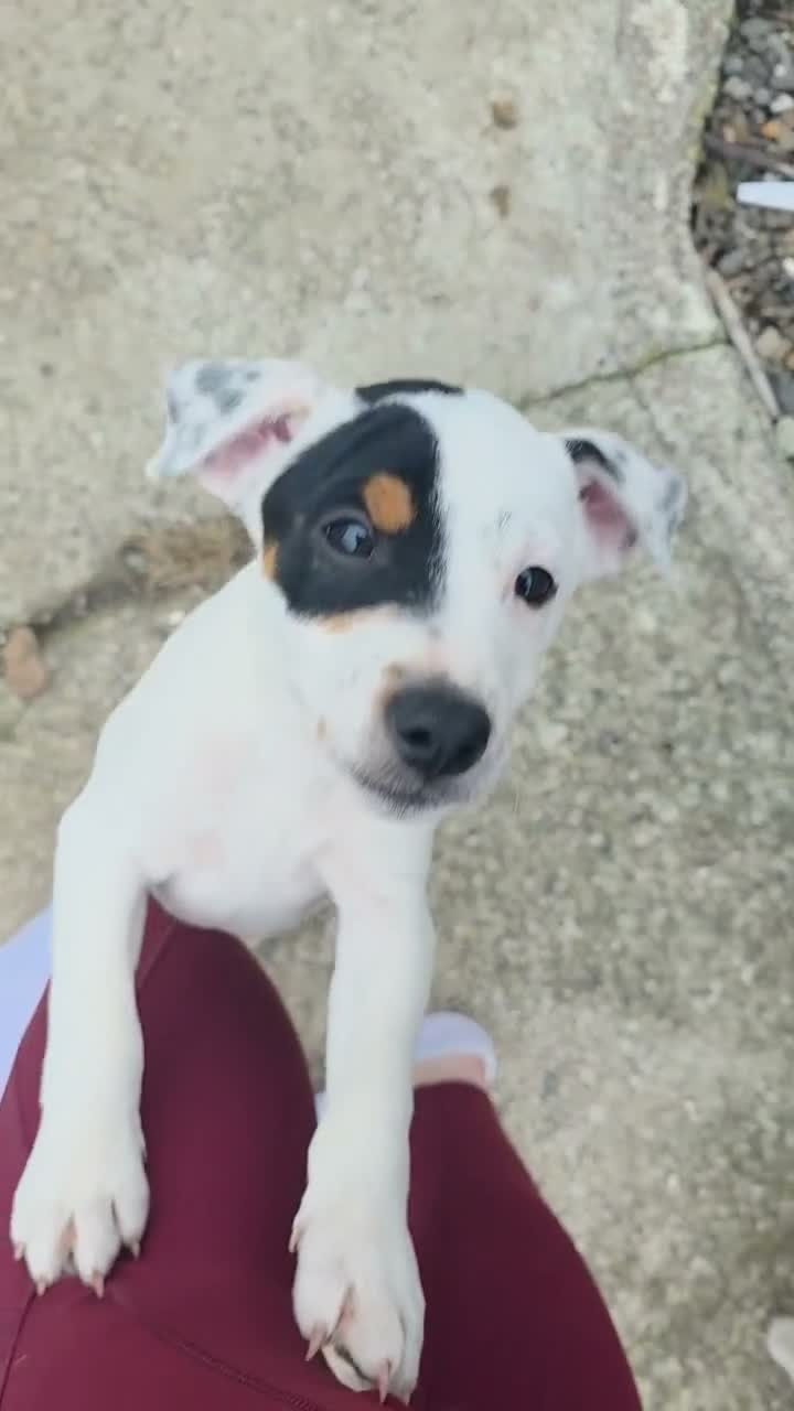 Jack Russell dogs for sale: Lovely Jack russell puppies - Video 1