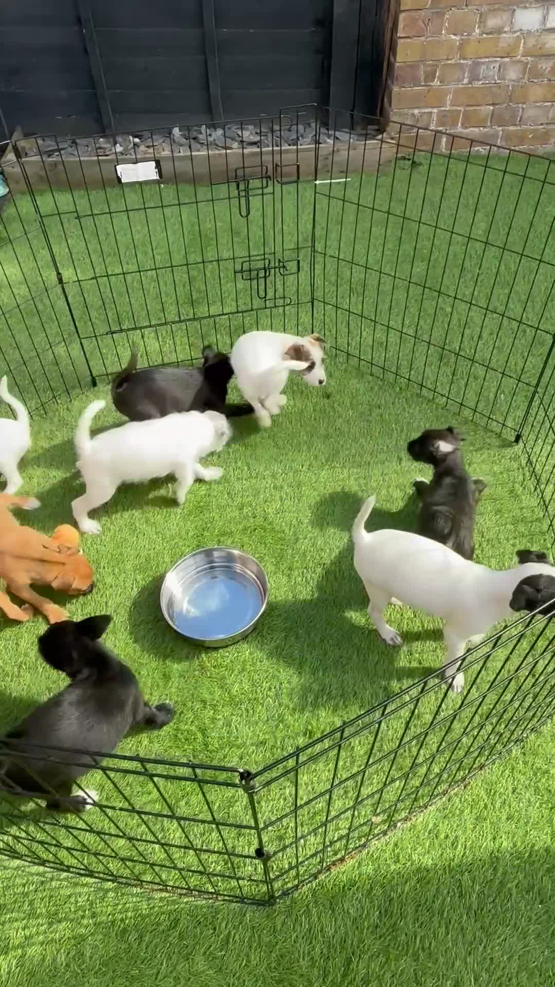 Mixed Breed dogs for sale: Border terrier x Patterdale terrier puppies  - Video 1