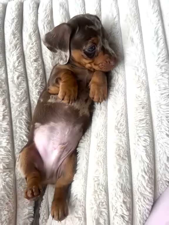 Miniature Dachshund dogs for sale: 5 beautiful baby miniature dachshund puppies  - Video 3
