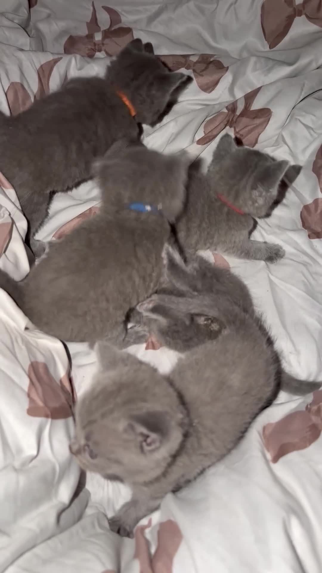 British Shorthair cats for sale: British blue Kittens  - Video 1