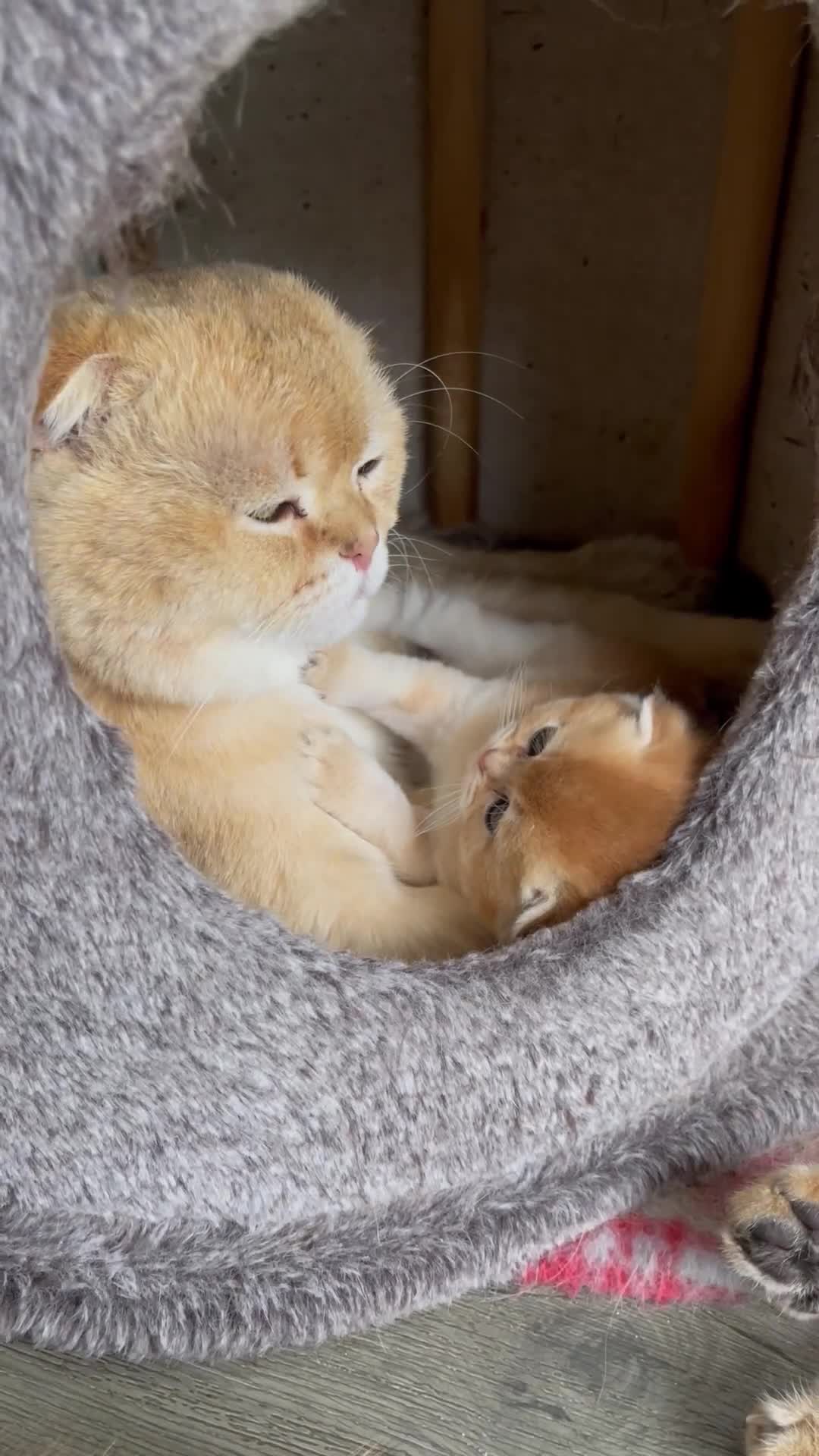 Scottish Fold cats for sale: LUXURY GOLDEN CHINCHILLA  SCOTTISH FOLD KITTENS - Video 2