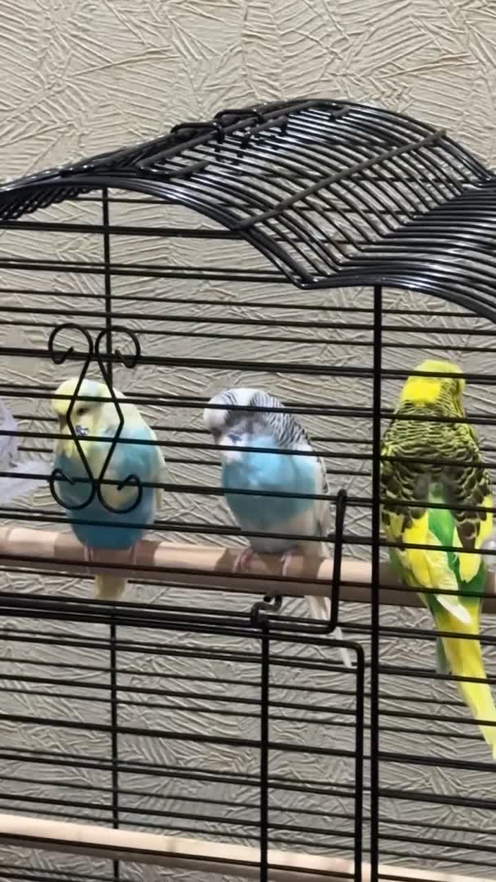 Budgerigars birds for sale: Budgies 2 male and 1 female  - Video 1