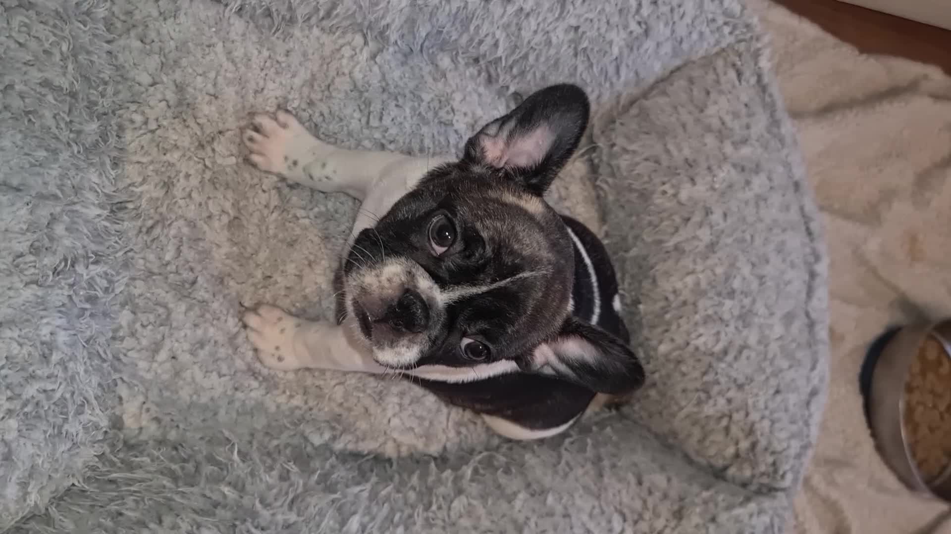 French Bulldog dogs for sale: French bulldog puppies ready to go - Video 2