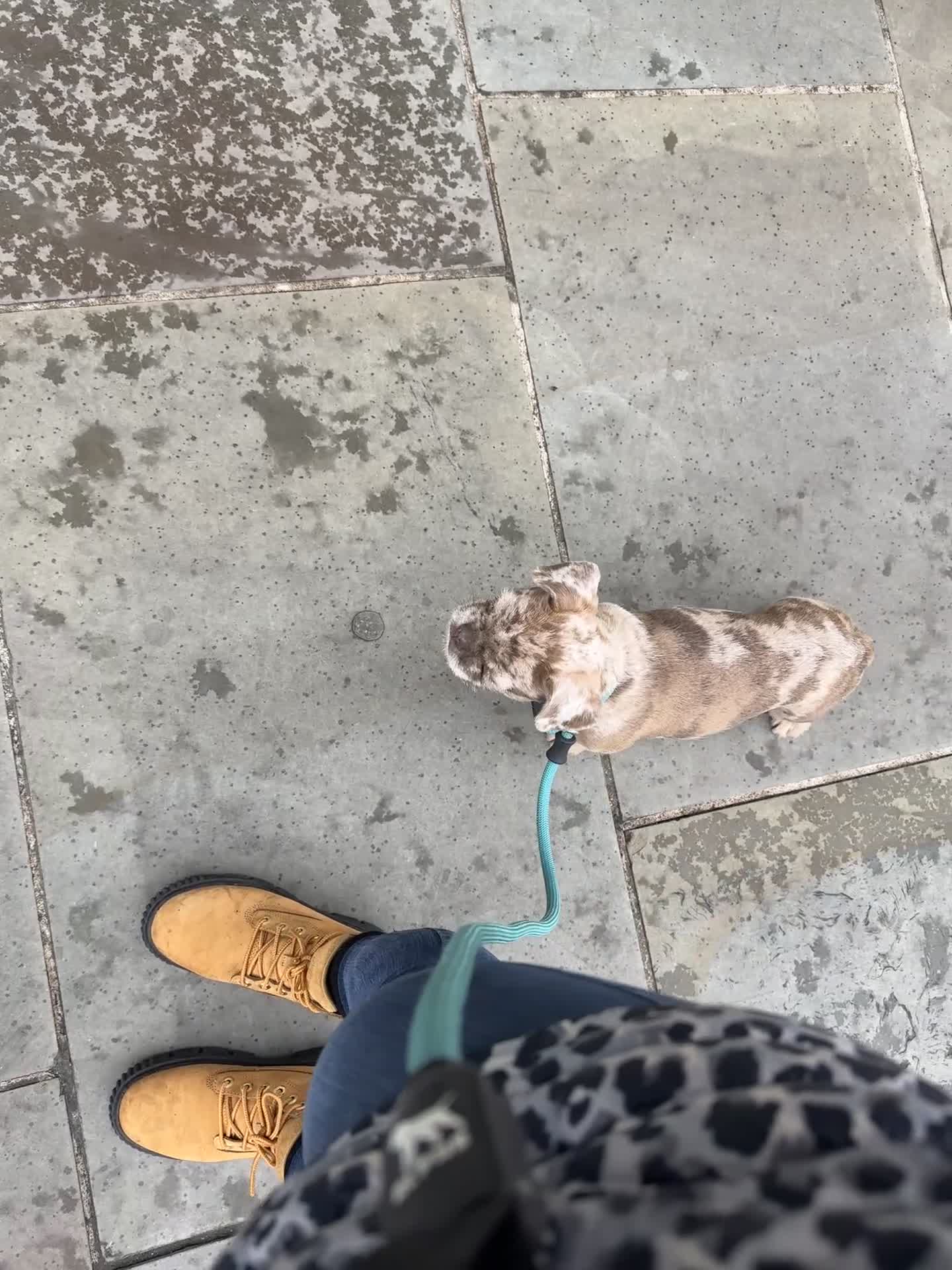 French Bulldog dogs for sale: Final reductions,last 3 micro frenchies. Ready now - Video 1