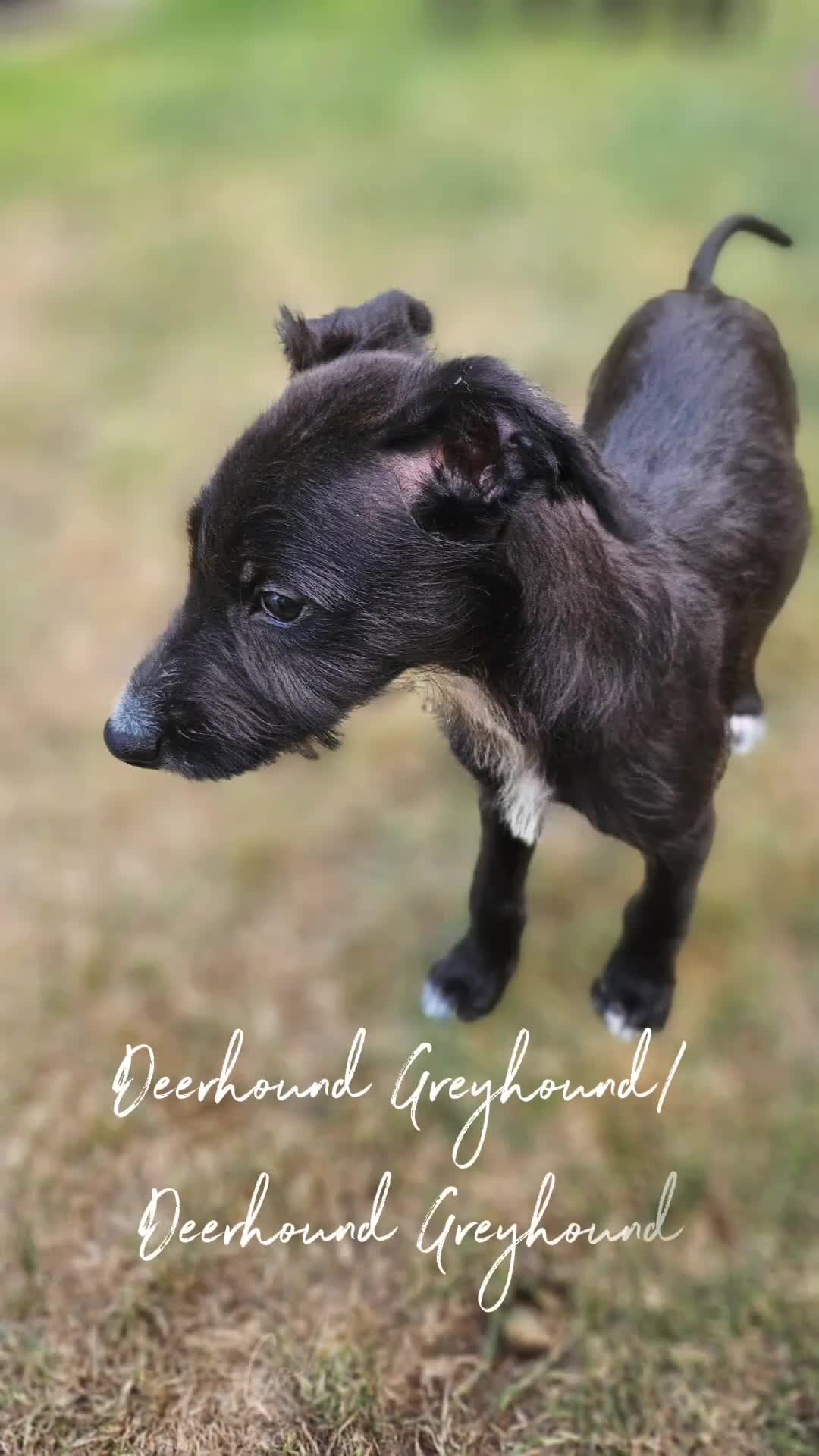 Lurcher dogs for sale: Deerhound Greyhound x deerhound Greyhound f1 - Video 3