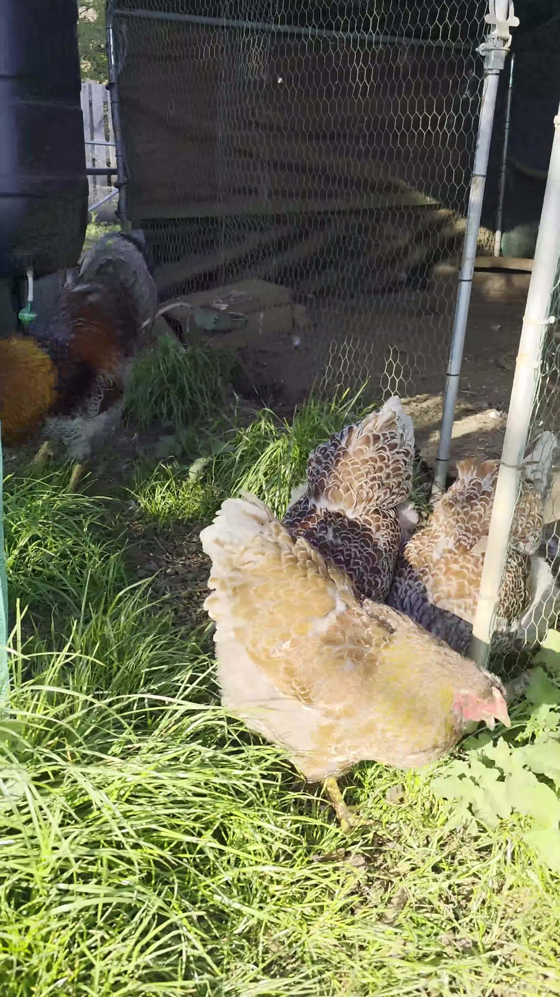 Chickens poultry for sale: Quartet of blue laced wyandotte large fowl - Video 2