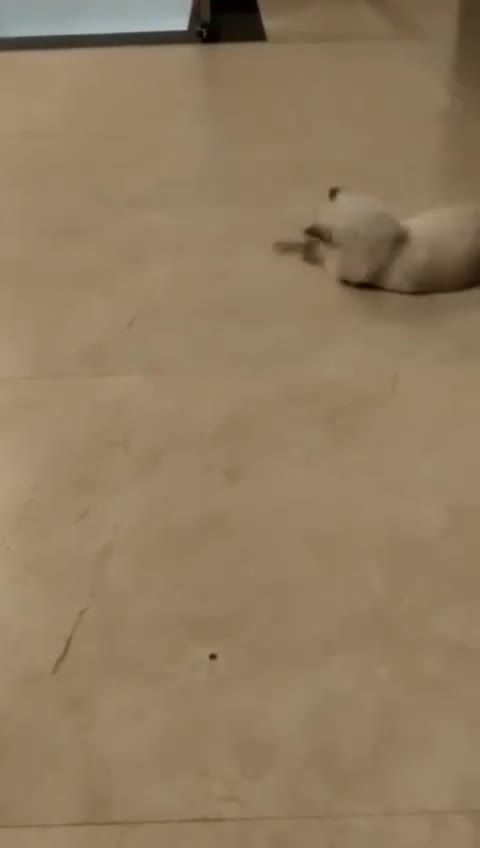 Mixed Breed cats for sale: Lilly rose - Video 1