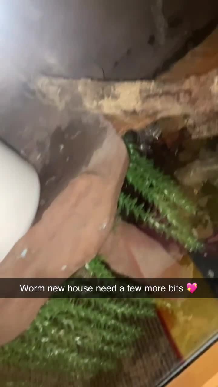 Python Snake reptiles for sale: Ball python and large vivarium for sale!  in Carlisle - Video 1