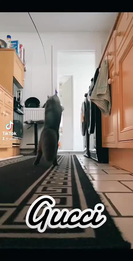British Longhair cats for sale: Mister - Video 2