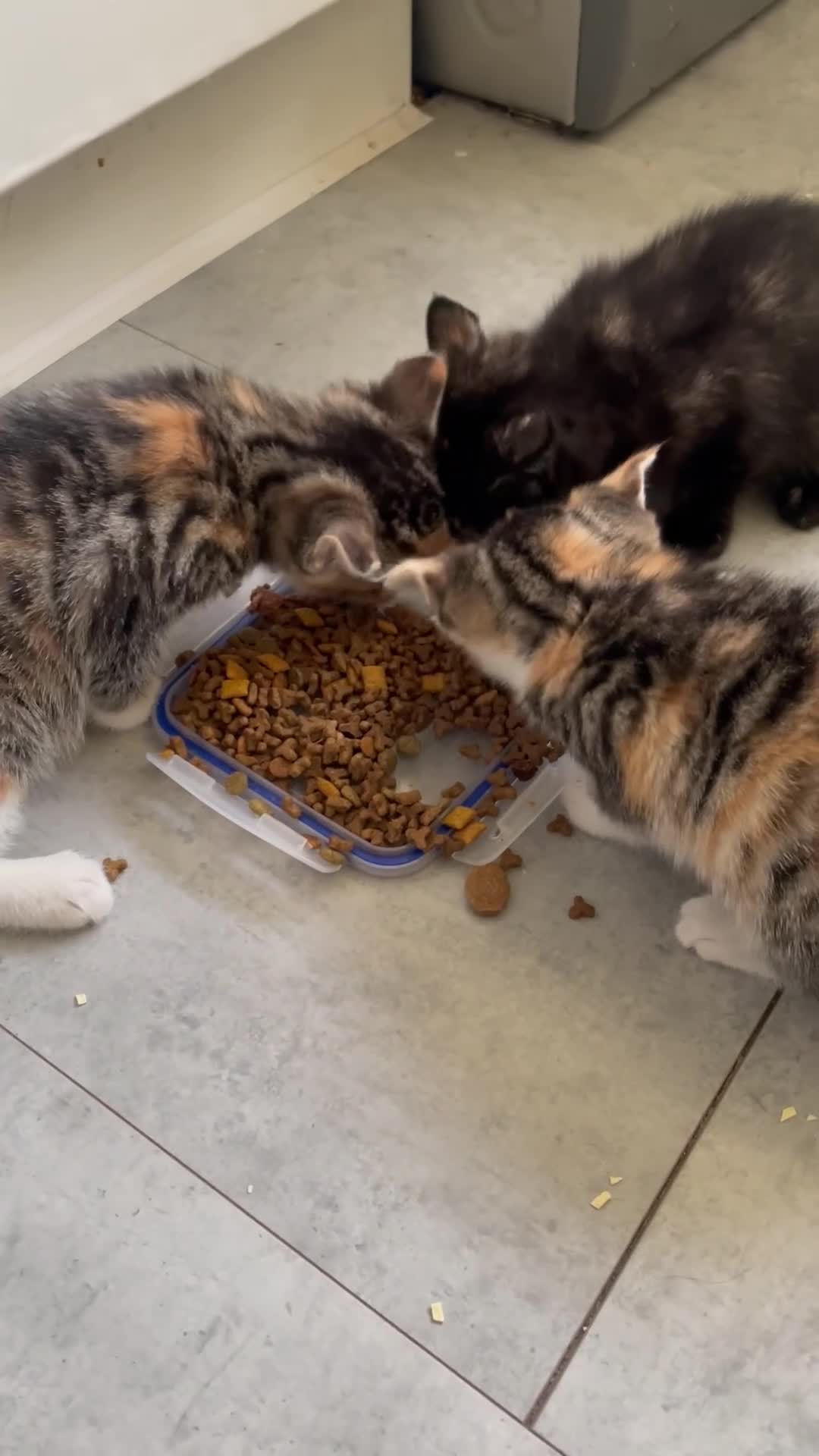 Mixed Breed cats for sale: Two stripy tortie and one black little girl in Swansea - Video 1