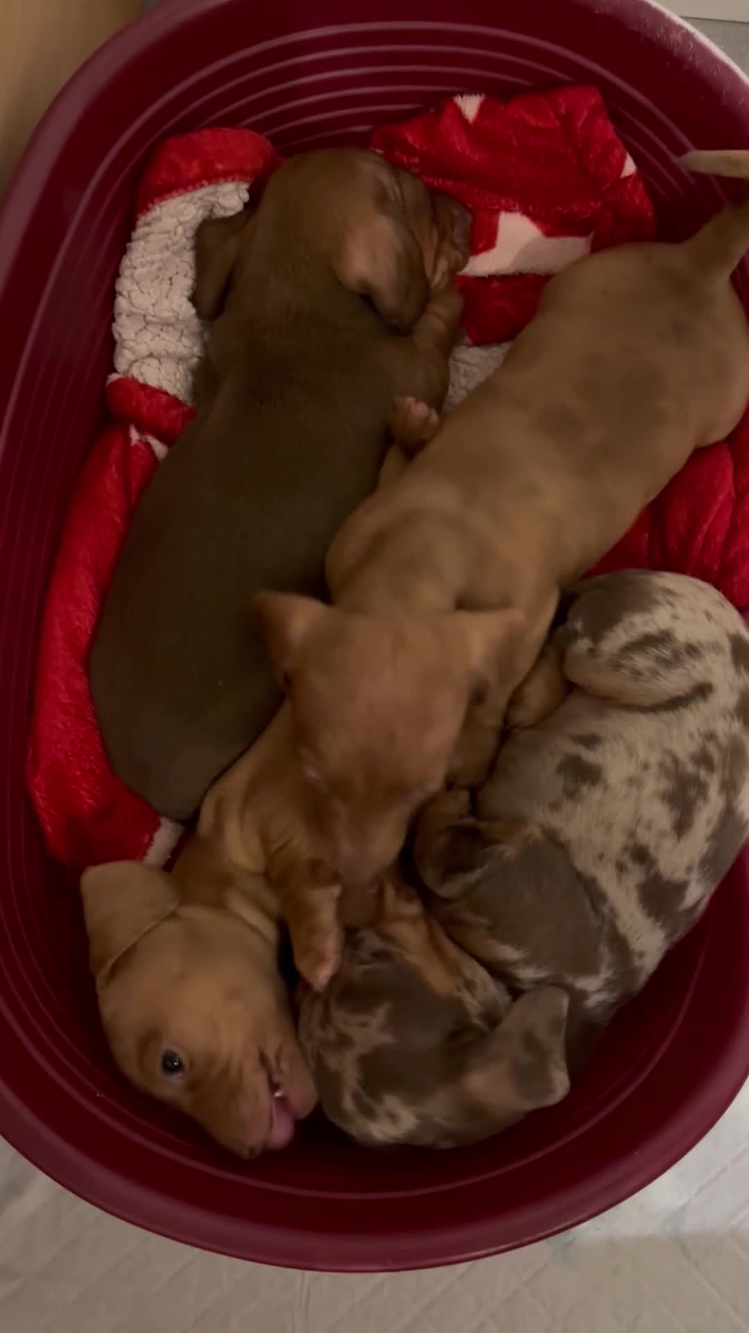 Miniature Dachshund dogs for sale: Full of fun Miniature Dachshunds  - Video 2