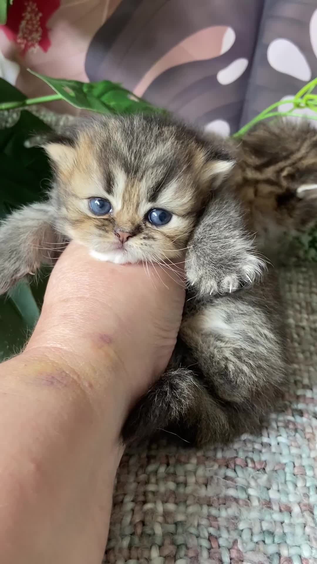 Persian cats for sale: Silver and golden chinchilla Persian kittens - Video 2
