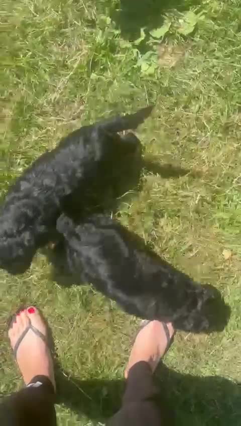 Cockapoo dogs for sale: F1 cockerpoos  - Video 2