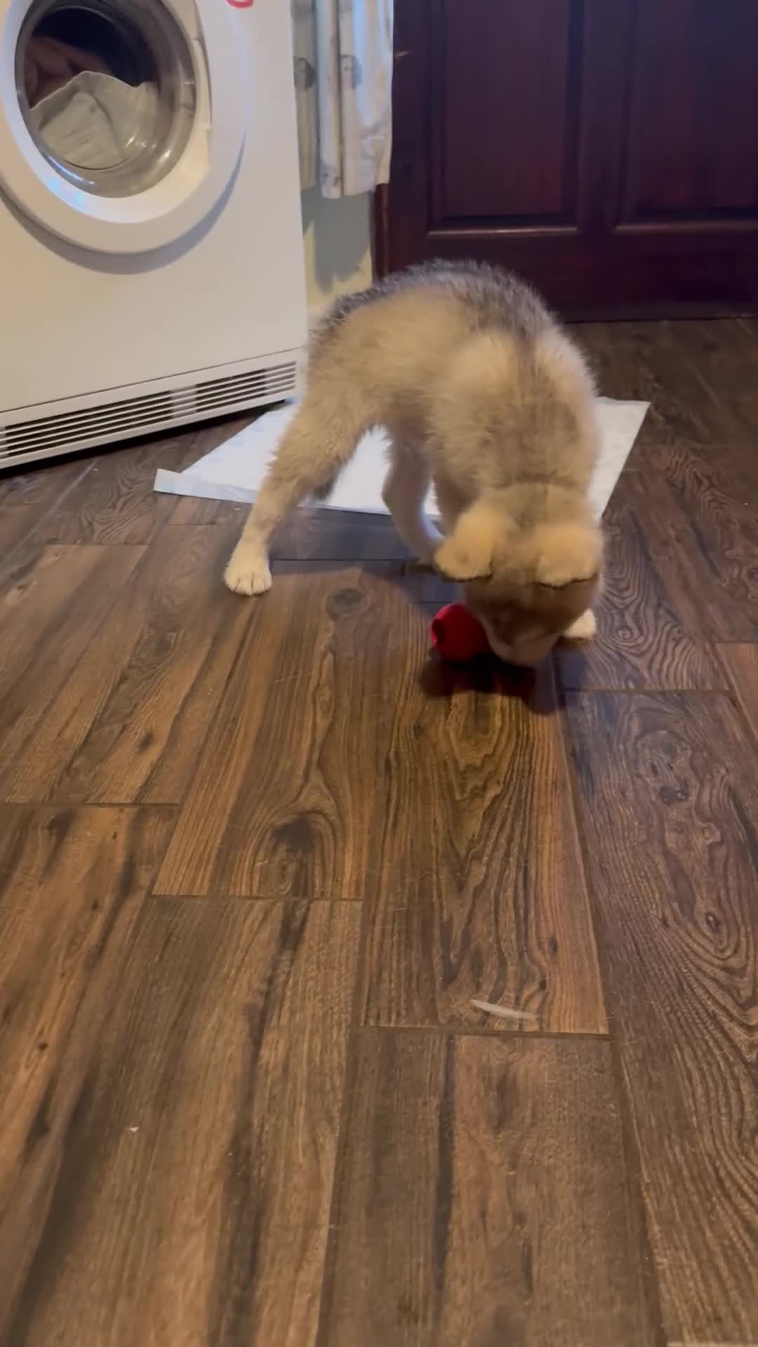 Alaskan Malamute dogs for sale: Alaskan malamute boy - Video 2