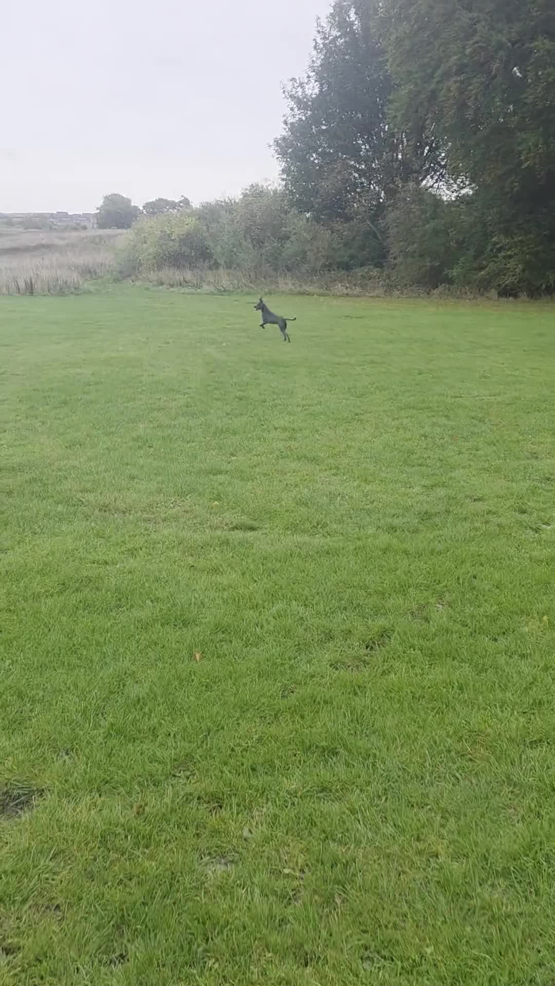 Mixed Breed dogs for sale: Beautiful great dane x cane corso for adoption  - Video 1