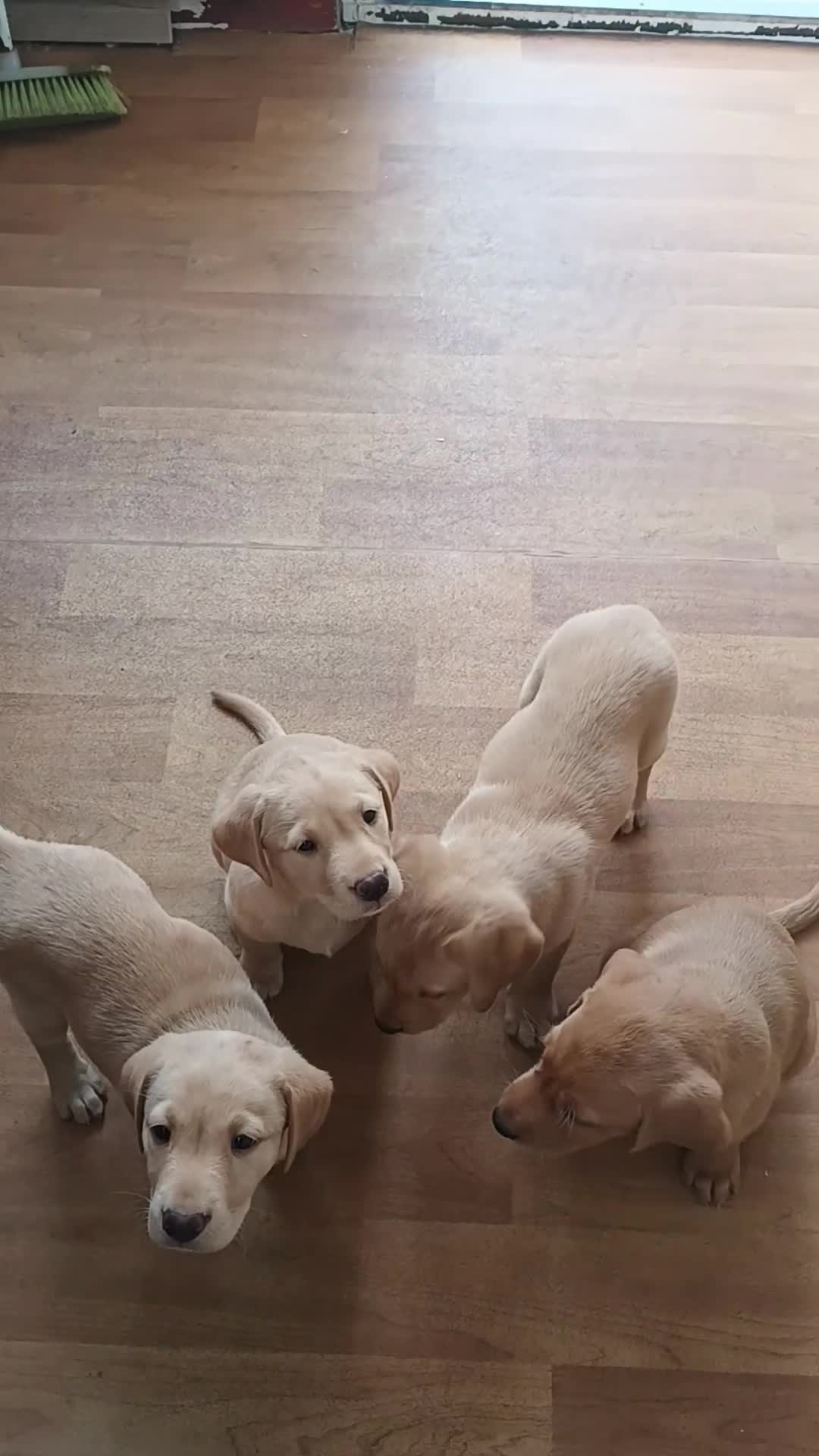 Labrador Retriever dogs for sale: X2 male x3 bitch lab pups  - Video 1