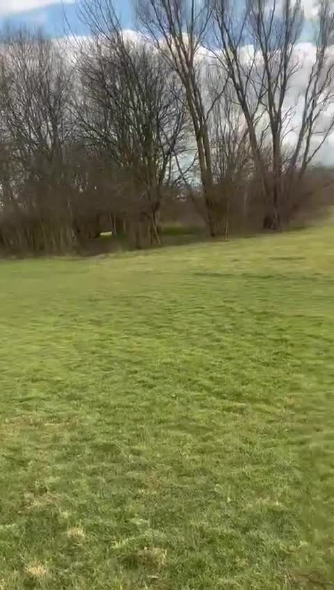 Dalmatian dogs for sale: Dalmation boy  - Video 1