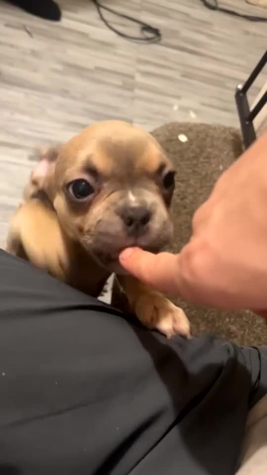 French Bulldog dogs for sale: French bulldog pups available (Reduced) - Video 3
