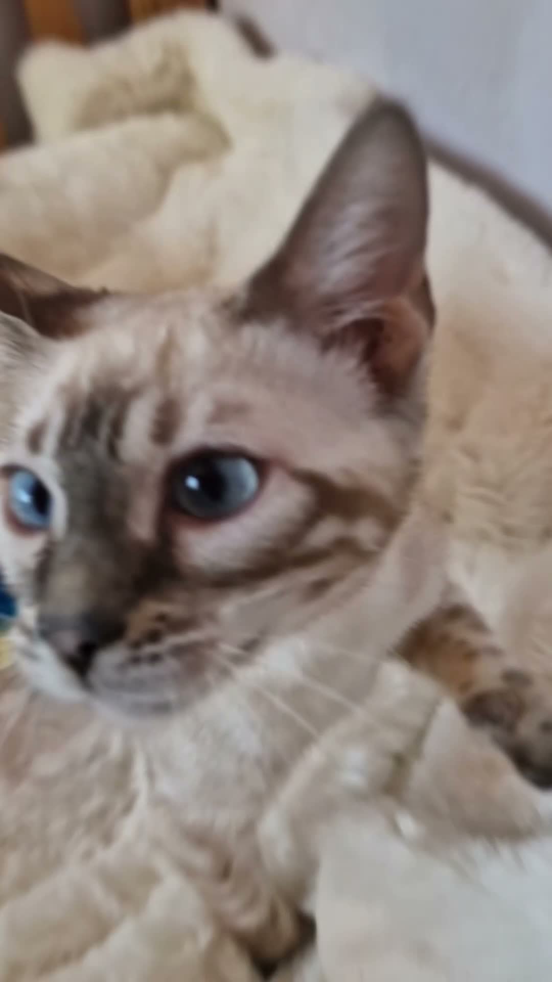 Bengal cats for sale: Ready to Leave – TICA Registered Snow Bengal Girl - Video 1
