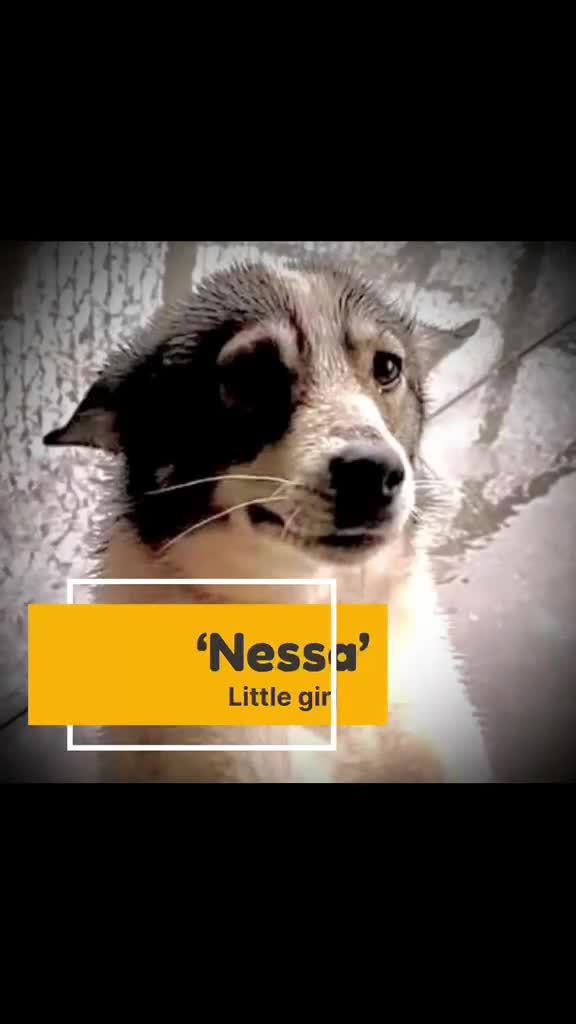 Mixed Breed dogs for adoption: 20 month old Nessa- AVAILABLE FOR ADOPTION in Brixham - Video 1