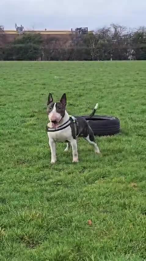English Bull Terrier dogs for stud: "Pedigree Perfection" one of the best in the world - Video 5