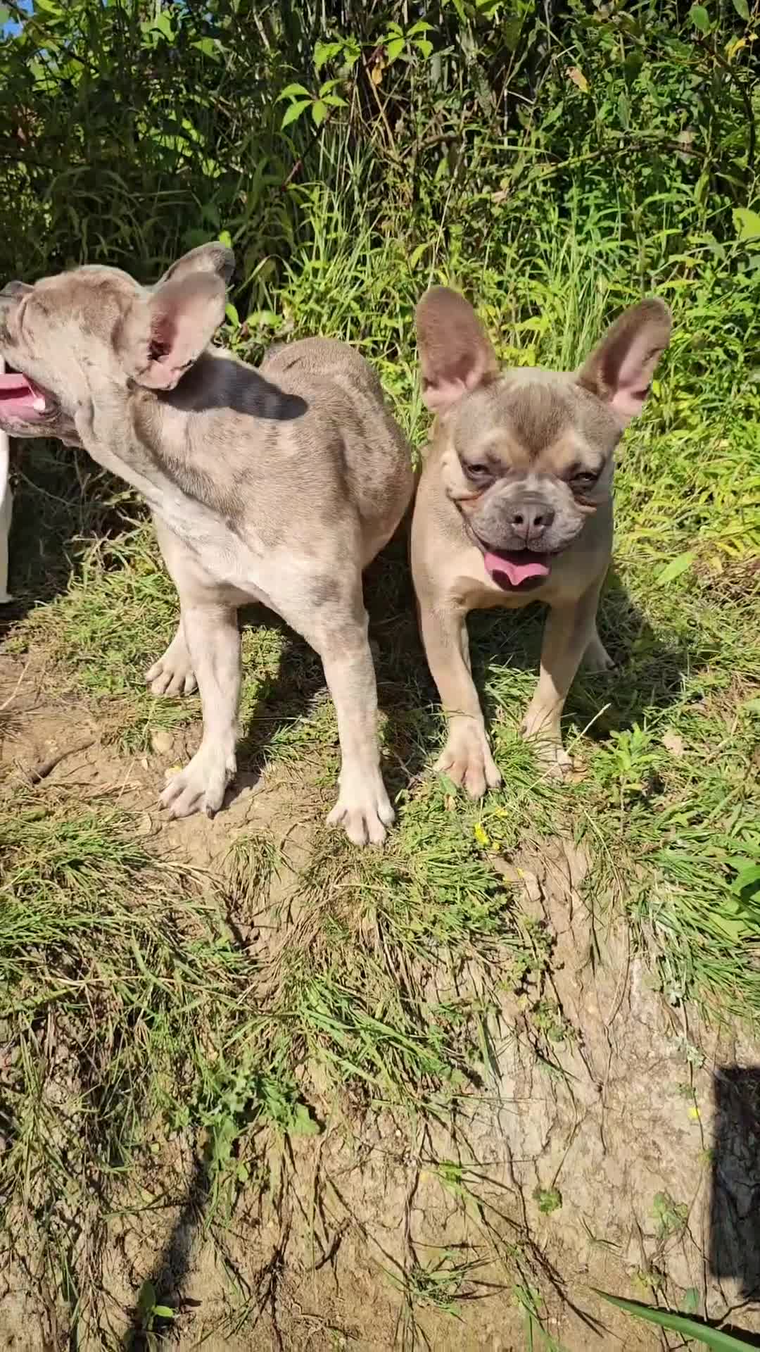 French Bulldog dogs for sale: Male & female frenchie for sale 8 months old - Video 1