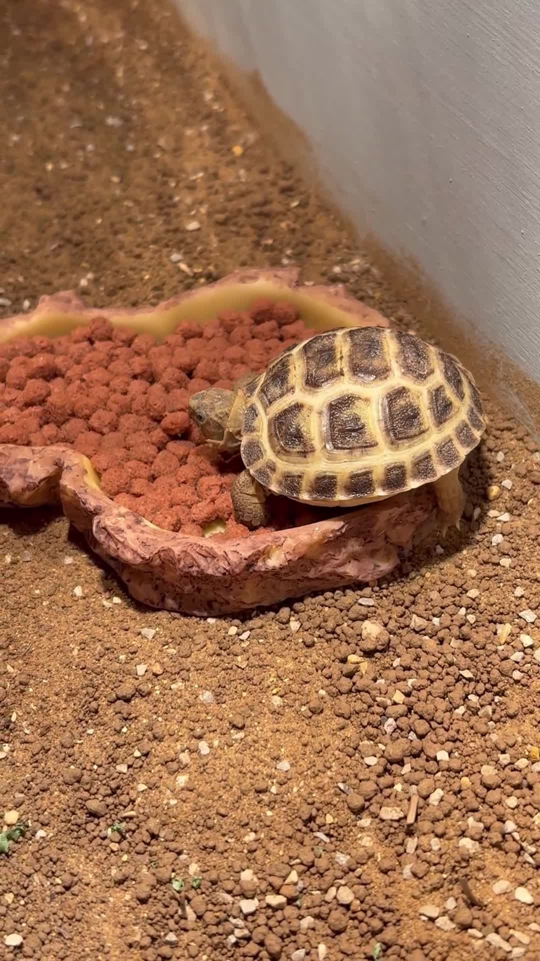 Tortoise reptiles for sale: 2 horsefield tortoises  - Video 1