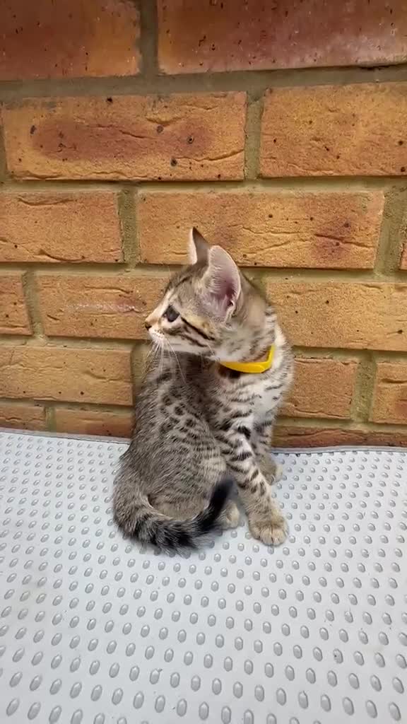 Bengal cats for sale: Bengal kittens  - Video 1