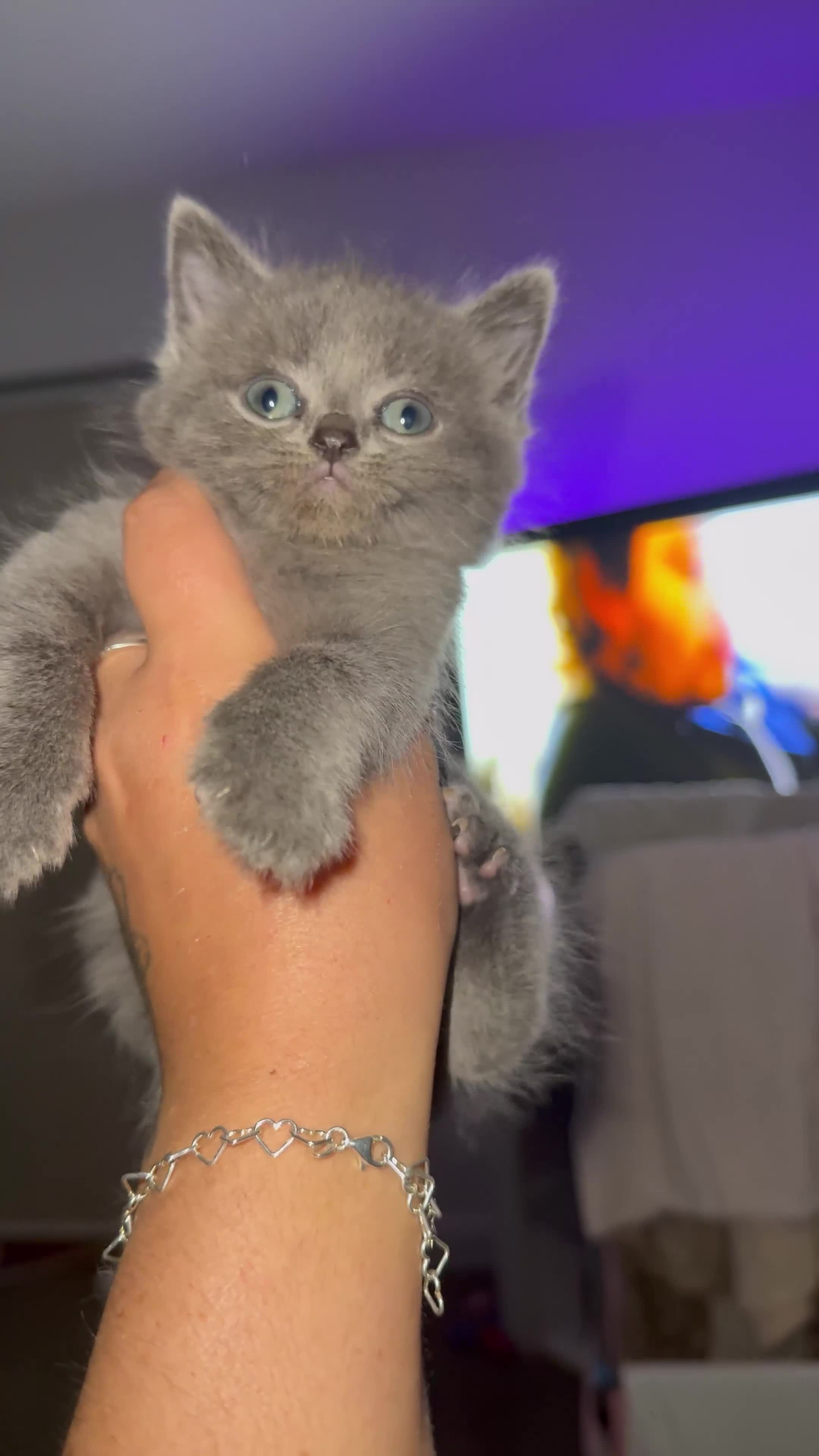 British Shorthair cats for sale: 1 male British blue shorthair kitten - Video 1