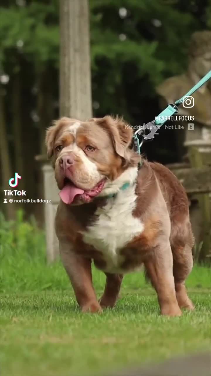 Olde English Bulldogge dogs for stud: REGINALD VISUAL FLUFFY 🔥  in Lowestoft - Video 1