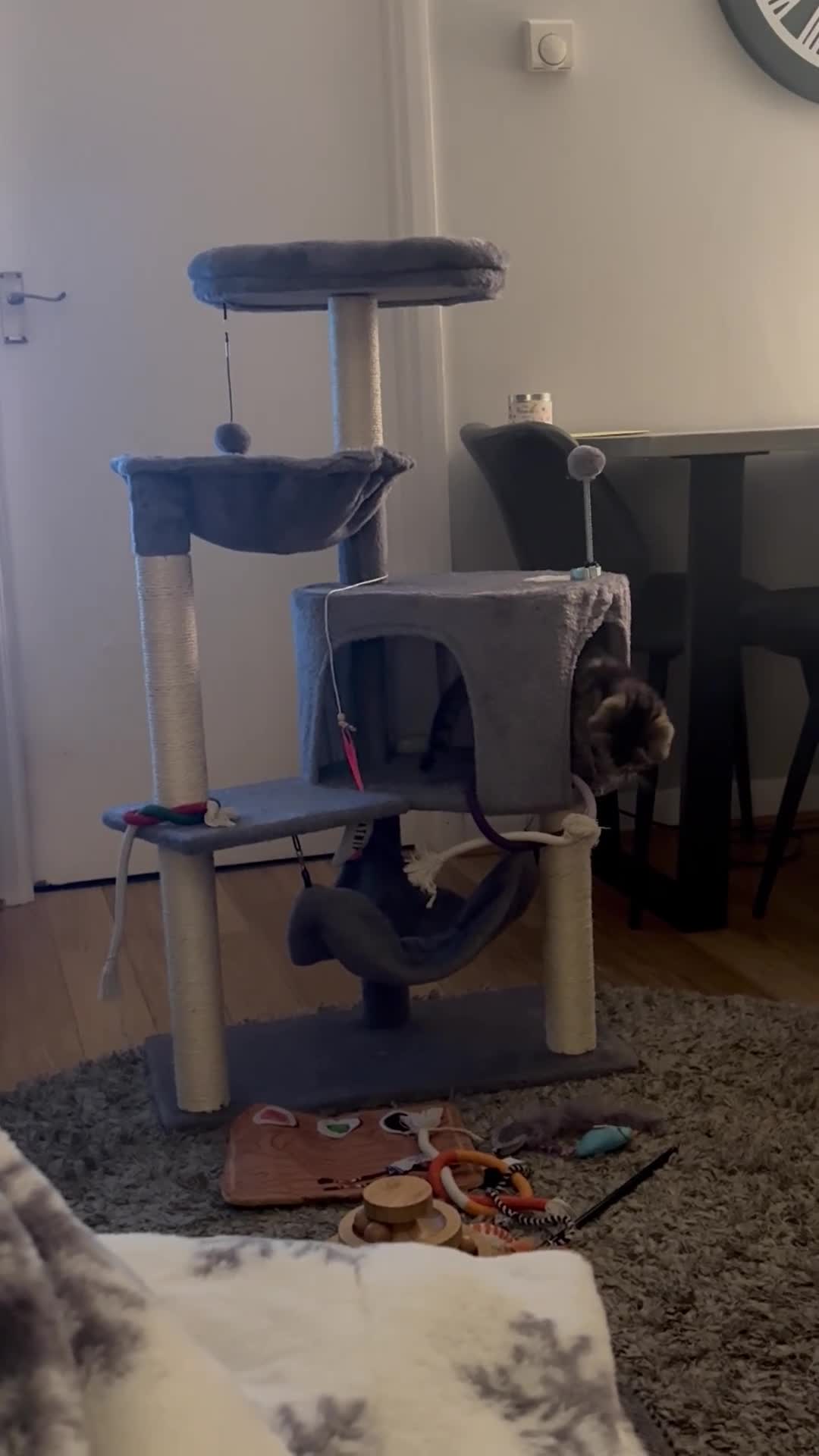 Mixed Breed cats for sale: Bengal/Tabby Kitten 12 weeks old in Glasgow - Video 1